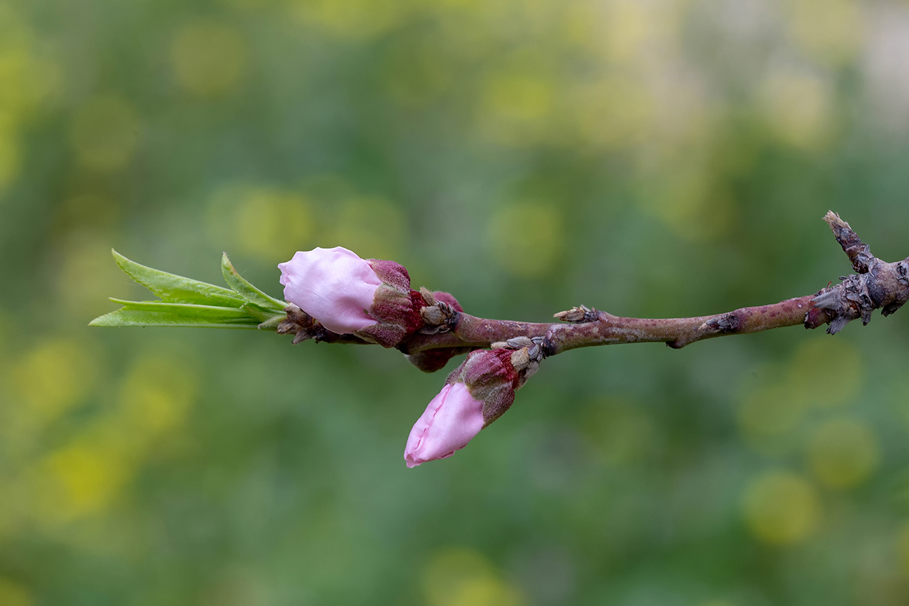 Изображение особи Persica vulgaris.