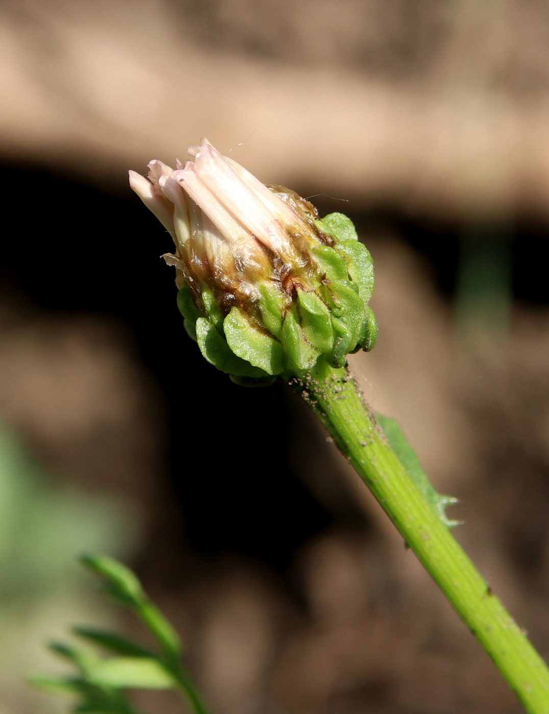 Изображение особи Ismelia carinata.