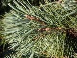 genus Pinus