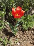 Tulipa greigii