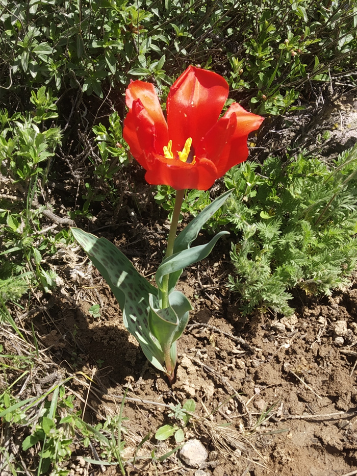 Изображение особи Tulipa greigii.