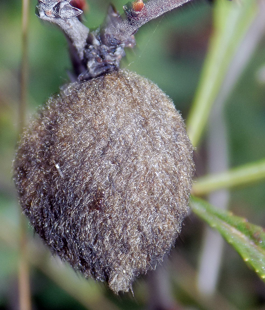 Image of Amygdalus nana specimen.