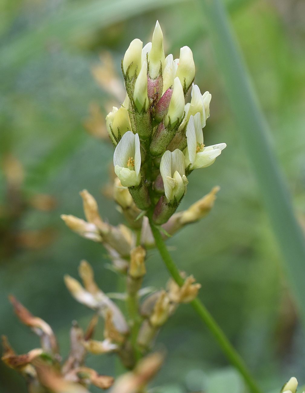 Image of Astragalus cicer specimen.