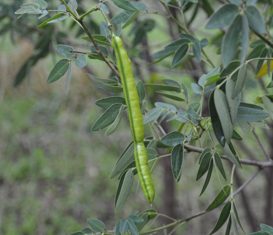 Image of Senna corymbosa specimen.