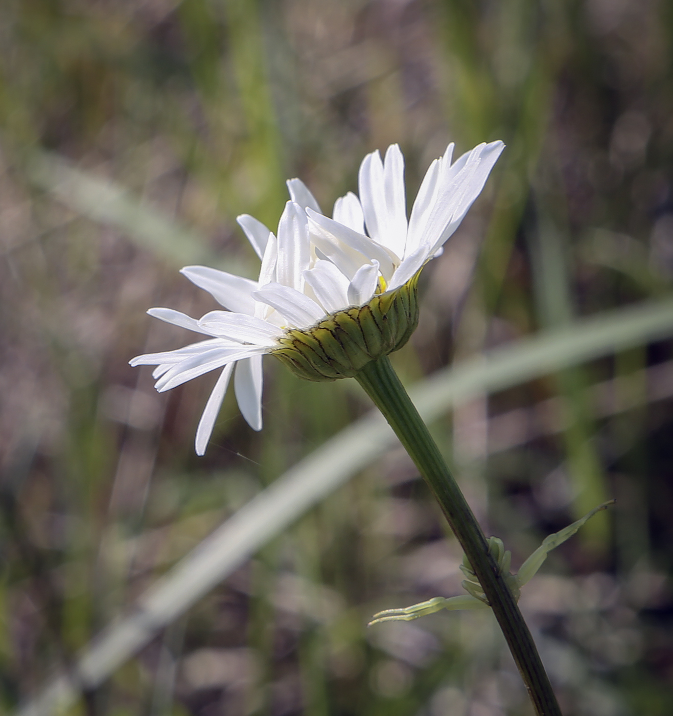 Изображение особи Leucanthemum vulgare.