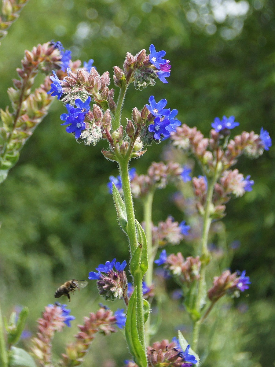 Изображение особи Anchusa procera.