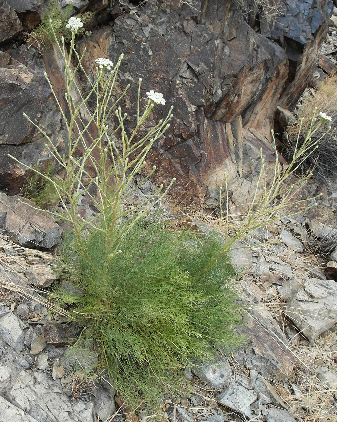 Image of Seseli iliense specimen.