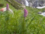 Pedicularis atropurpurea. Верхушка растения с развивающимся соцветием. Карачаево-Черкесия, Урупский р-н, Кавказский биосферный заповедник, Имеретинское ущелье, ≈ 2300 м н.у.м., скалы под Верхним Имеретинским водопадом, субальпийский луг. 28.07.2022.