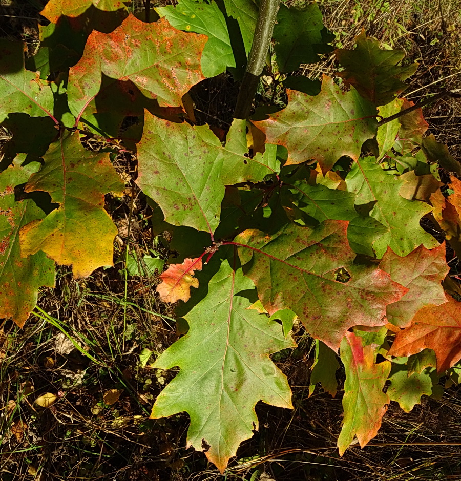 Изображение особи Quercus rubra.
