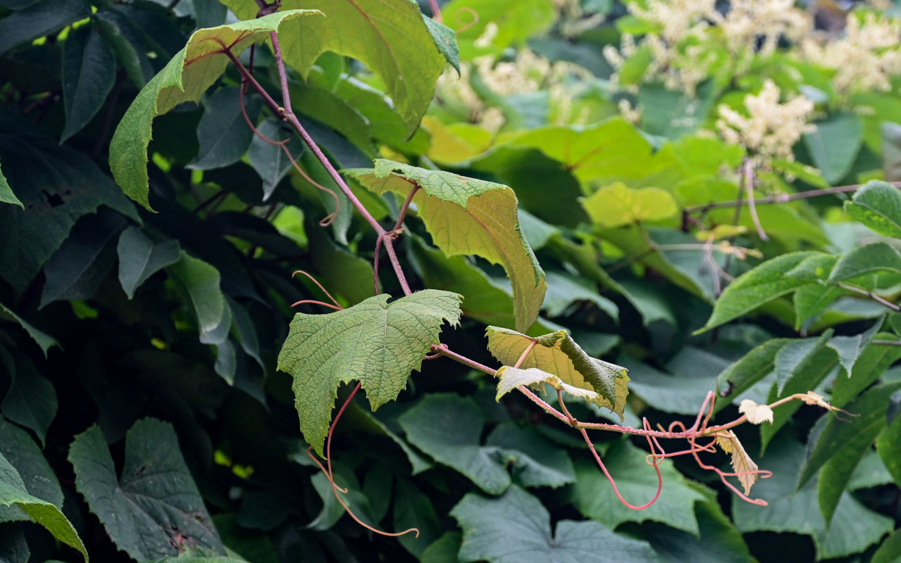 Изображение особи Vitis coignetiae.