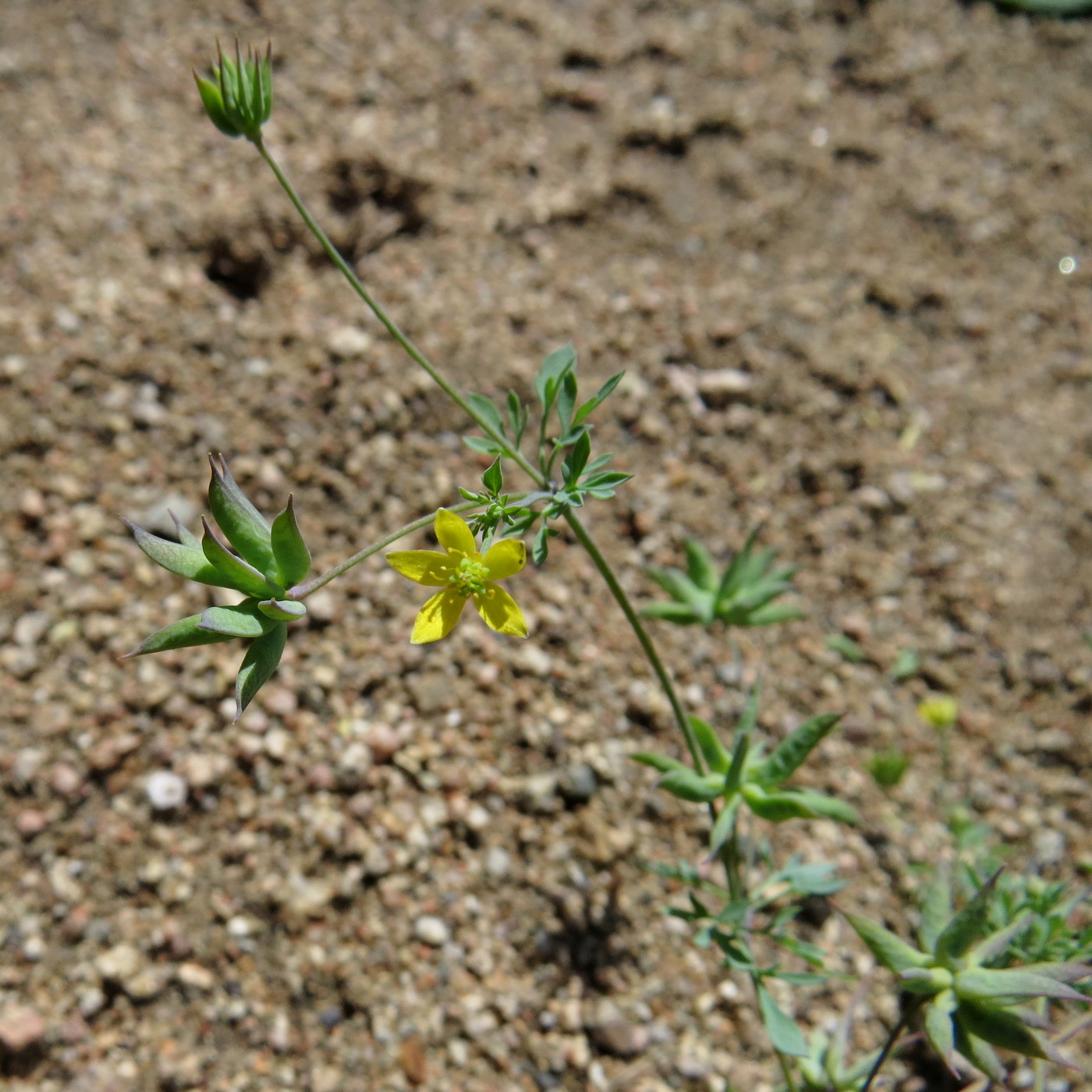 Image of Leptopyrum fumarioides specimen.