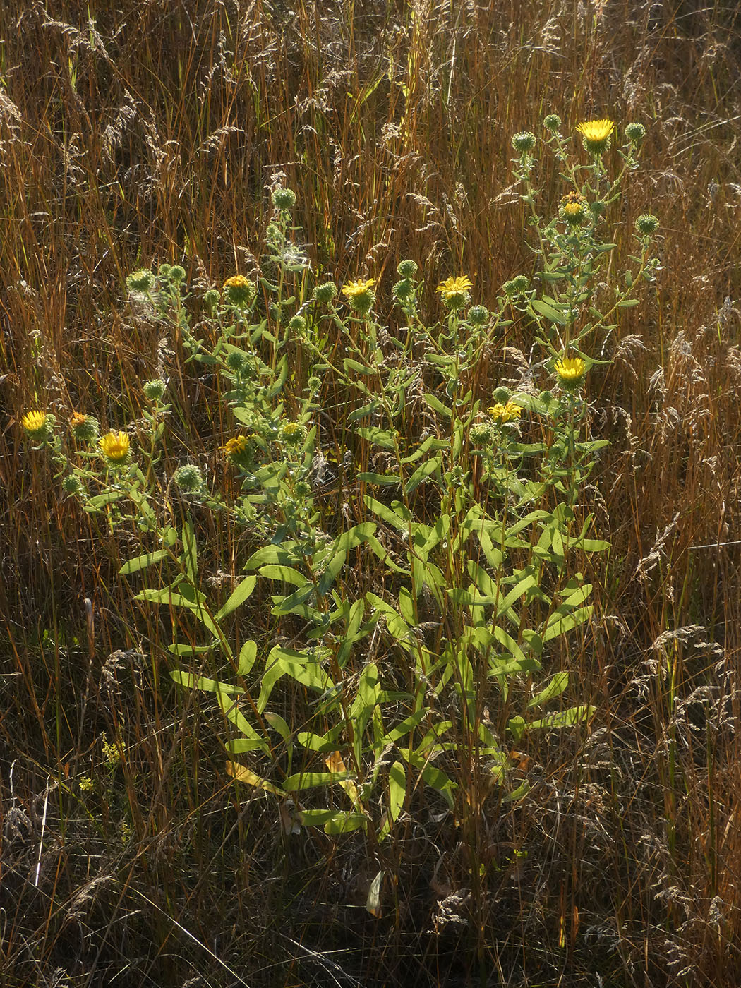 Image of Grindelia squarrosa specimen.
