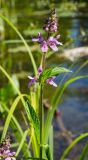 Stachys palustris. Верхушка цветущего растения. Пермский край, Берёзовский р-н, долина р. Шаква в окр. дер. Карнаухово, в р-не Татарской горы, на мелководье. 12 августа 2023 г.