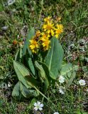 Ligularia alpigena