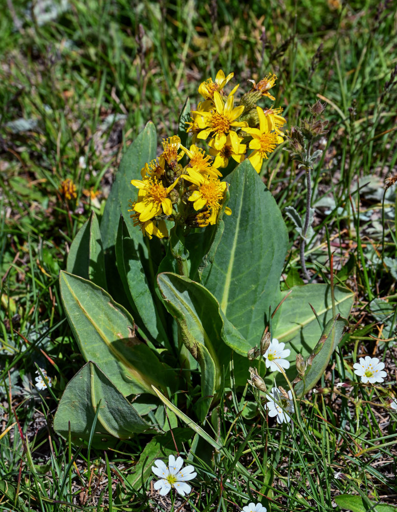 Изображение особи Ligularia alpigena.
