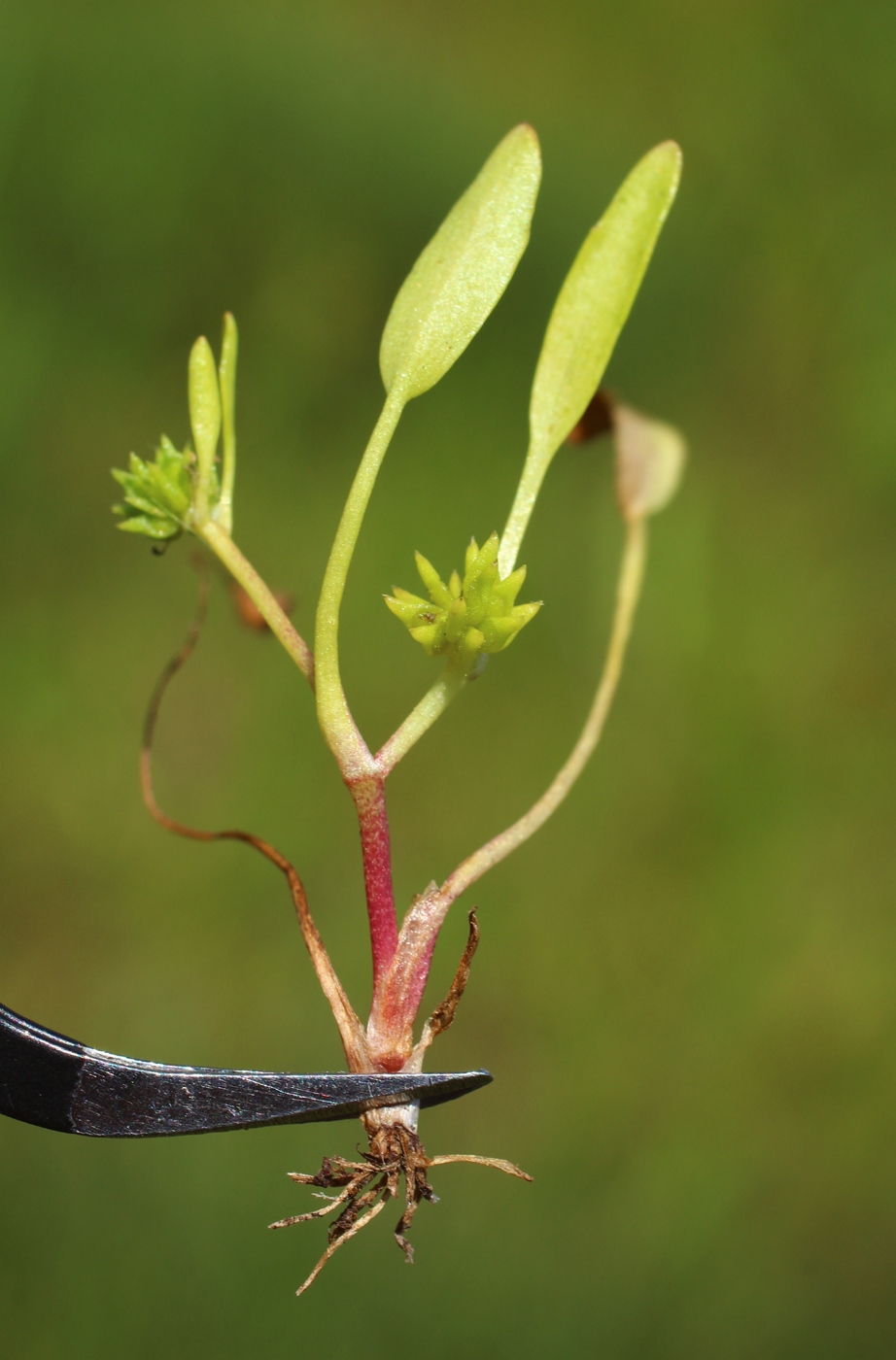 Image of Buschia lateriflora specimen.