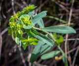 Euphorbia korshinskyi