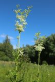 Filipendula ulmaria subspecies denudata. Верхушки побегов с расцветающими соцветиями. Новгородская обл., Новгородский р-н, дер. Юрьево напротив музея «Витославлицы», луг (бывший сенокос?) среди леса. 24.07.2023.