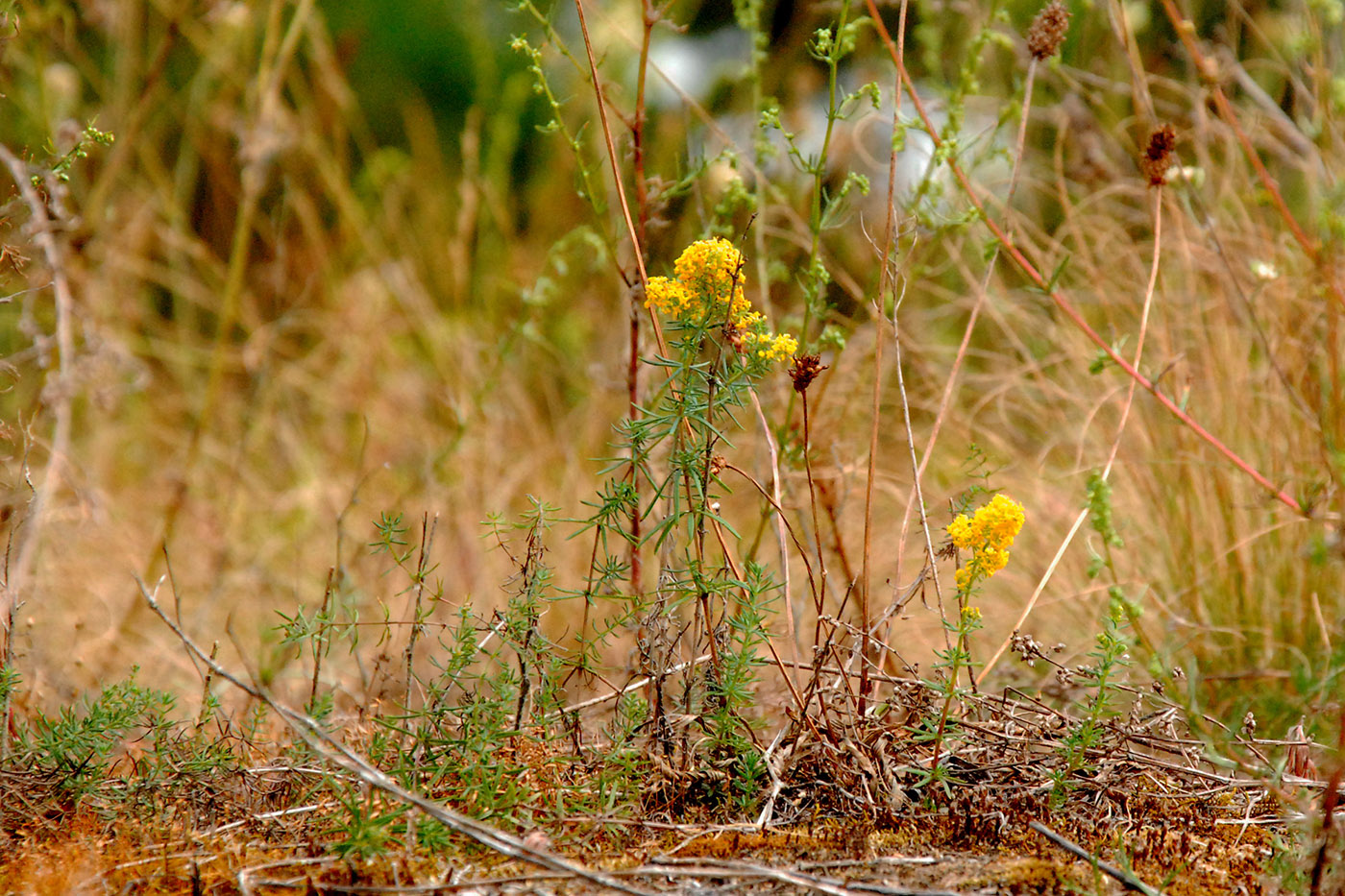 Image of Galium verum specimen.