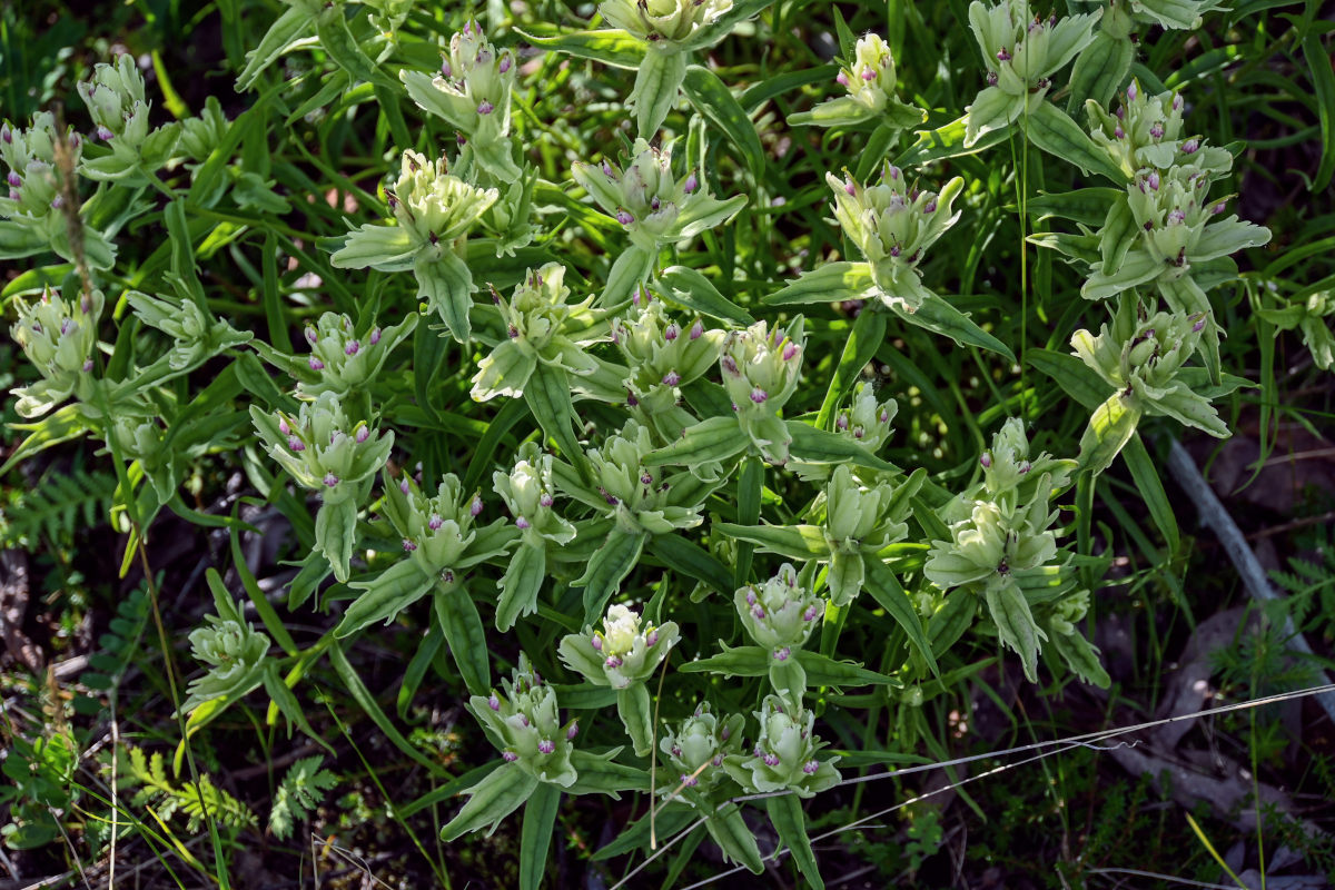 Изображение особи Castilleja hyparctica.