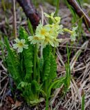 Primula pallasii. Цветущее растение. Хакасия, Орджоникидзевский р-н, берег оз. Ивановское, ≈ 1000 м н.у.м., опушка березняка. 08.06.2022.