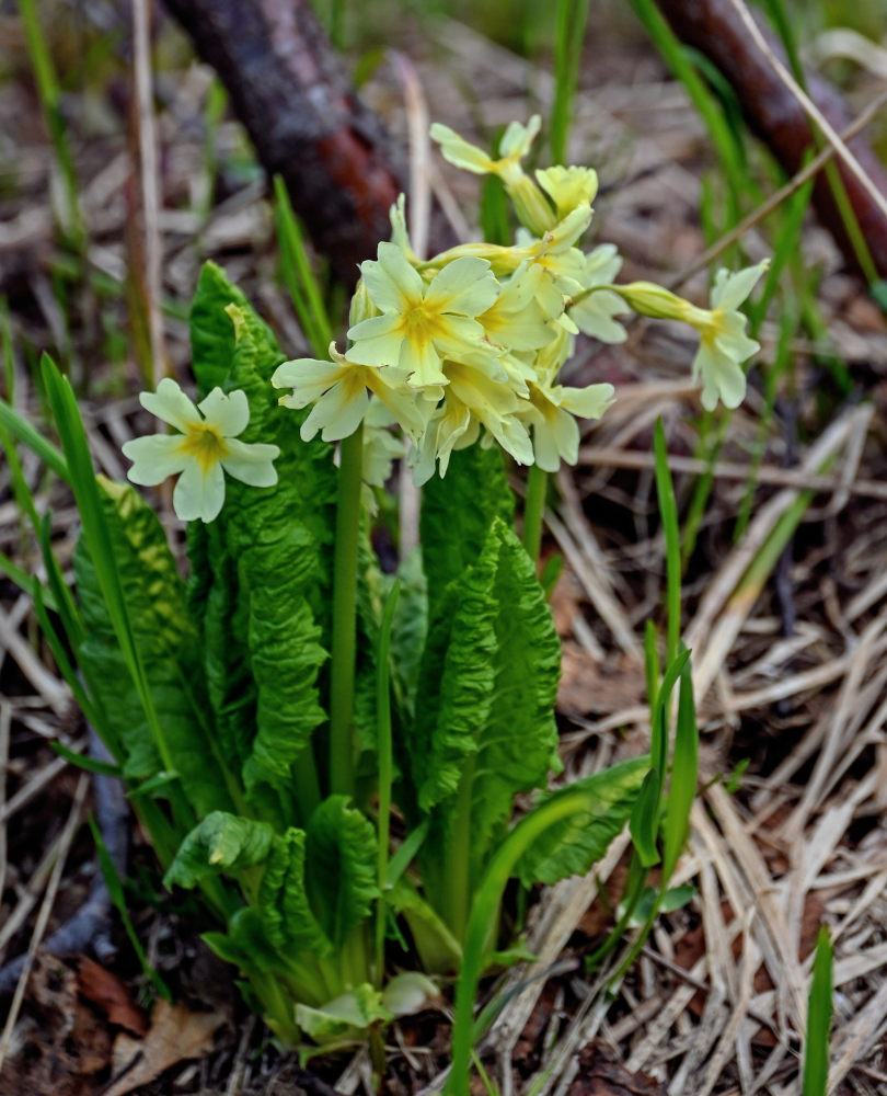 Image of Primula pallasii specimen.