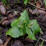 Trillium smallii