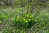 Adonis volgensis. Цветущее и плодоносящее растение в сообществе с Spiraea. Республика Башкортостан, Хайбуллинский р-н, Антинганский сельсовет, окр. дер. Янтышево, долина р. Сакмара, надпойменная терраса, закустаренный разнотравный луг. 28 апреля 2024 г.