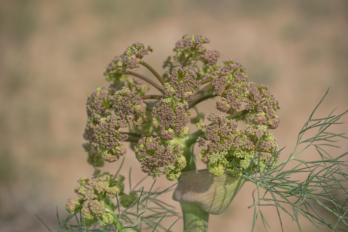 Image of Ferula varia specimen.