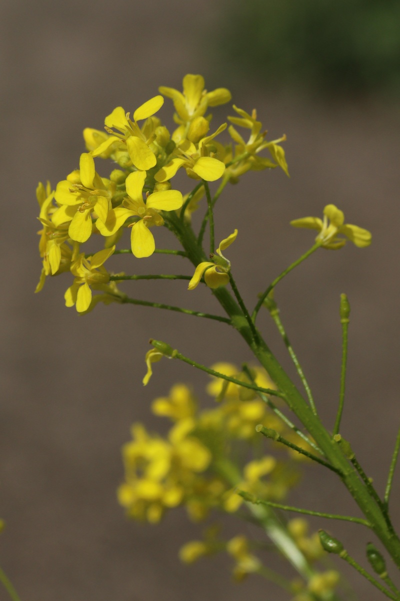 Image of Bunias orientalis specimen.