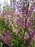 Calluna vulgaris