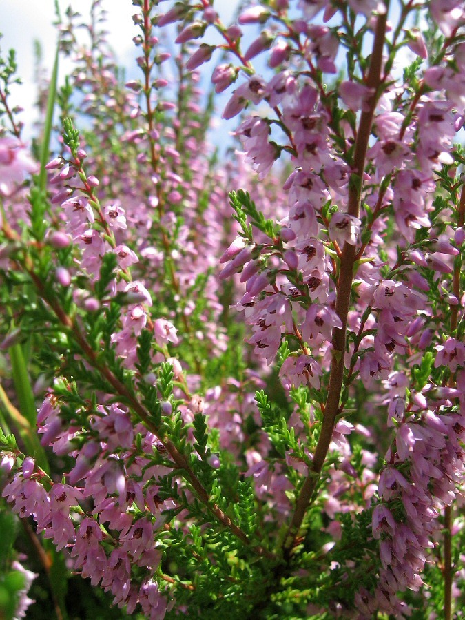 Image of Calluna vulgaris specimen.