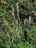 Melica altissima