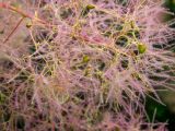 Cotinus coggygria