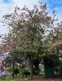 Bauhinia variegata