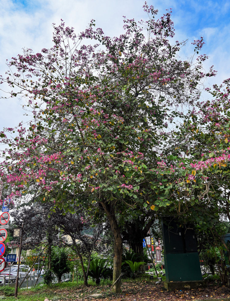 Изображение особи Bauhinia variegata.