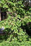 Ulmus glabra. Ветви с плодами. Псков. 30.05.2006.