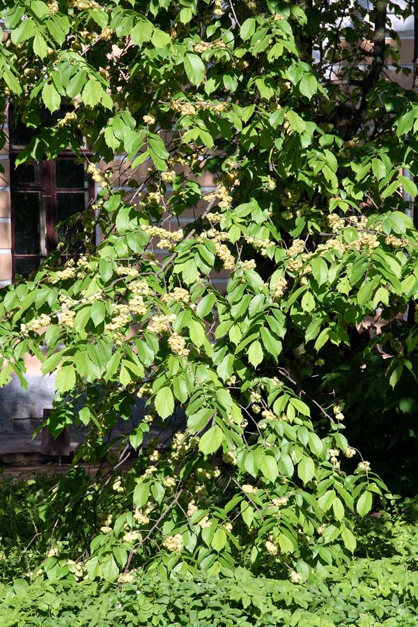 Image of Ulmus glabra specimen.