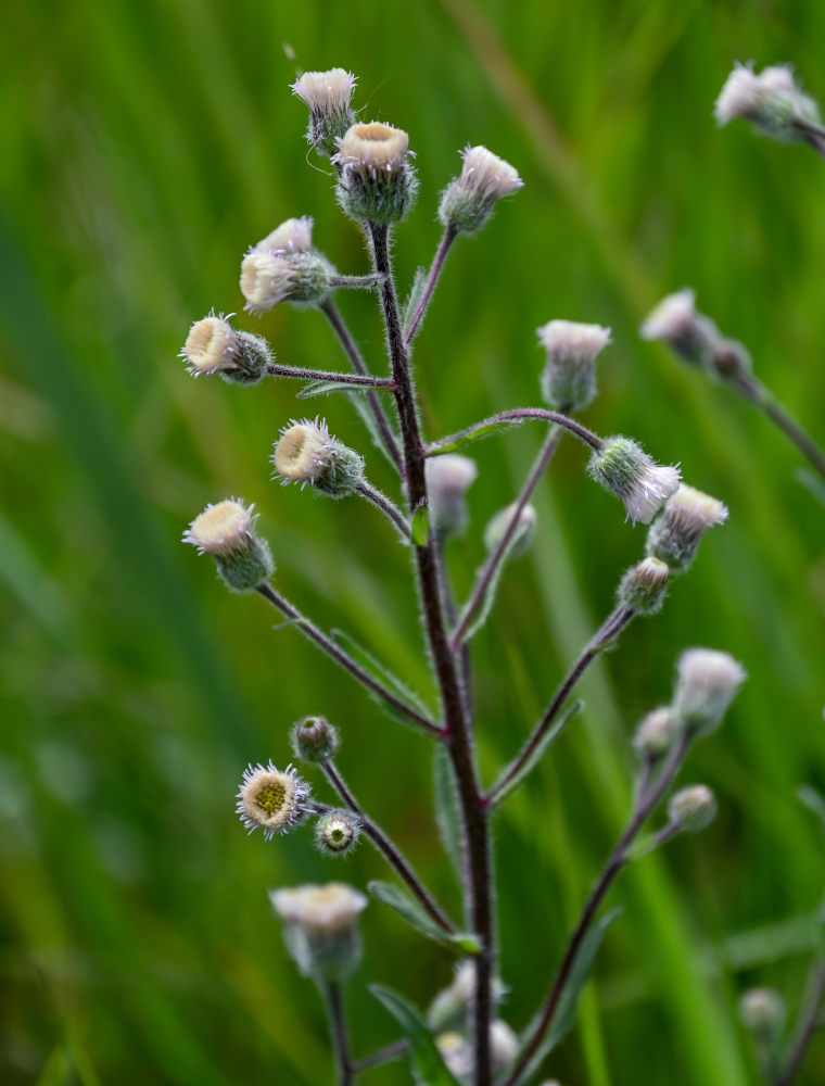 Image of Erigeron acris specimen.