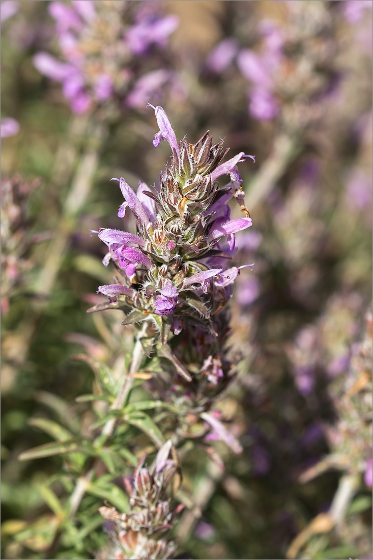 Изображение особи Thymbra spicata.