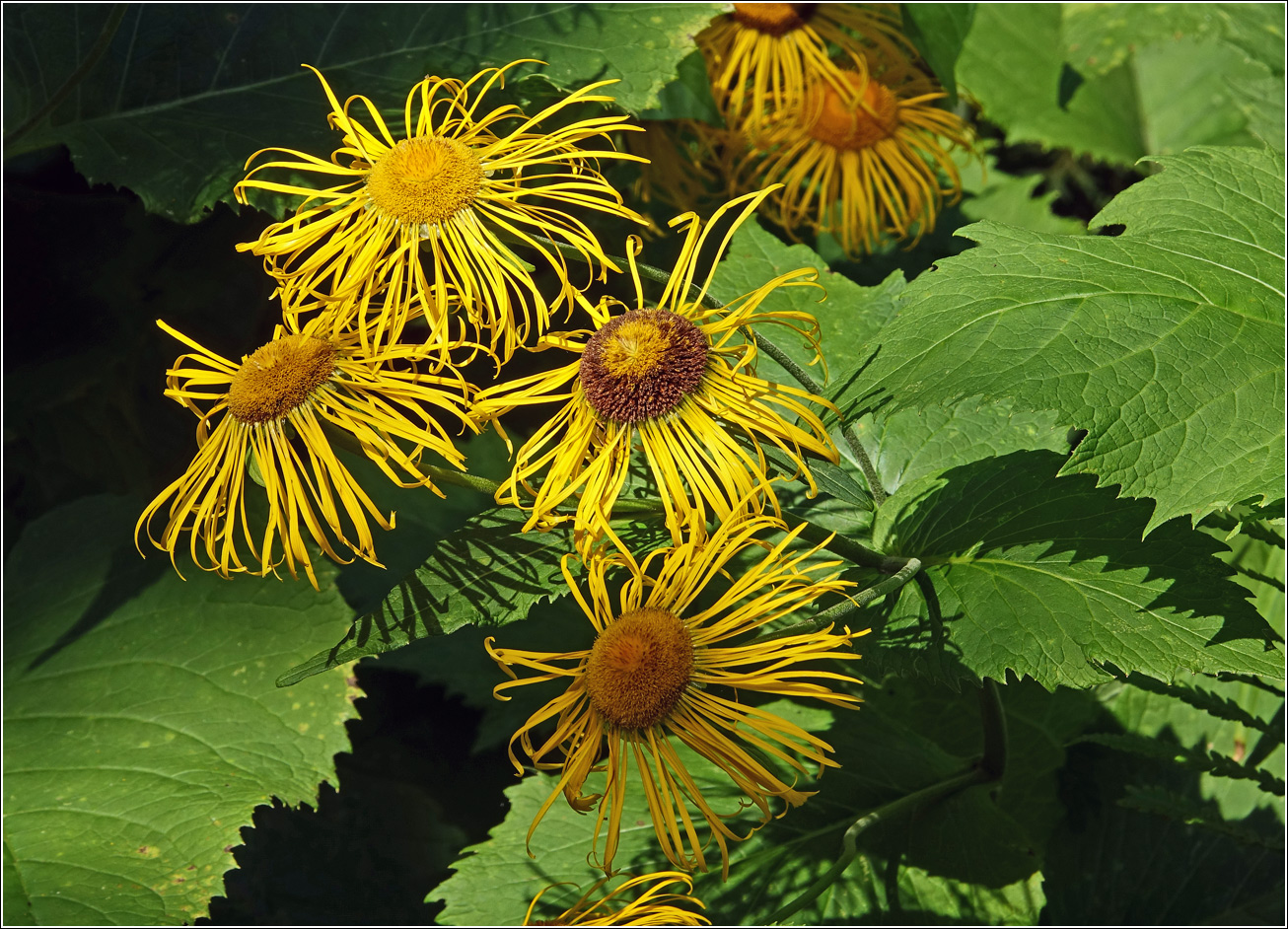 Image of Telekia speciosa specimen.