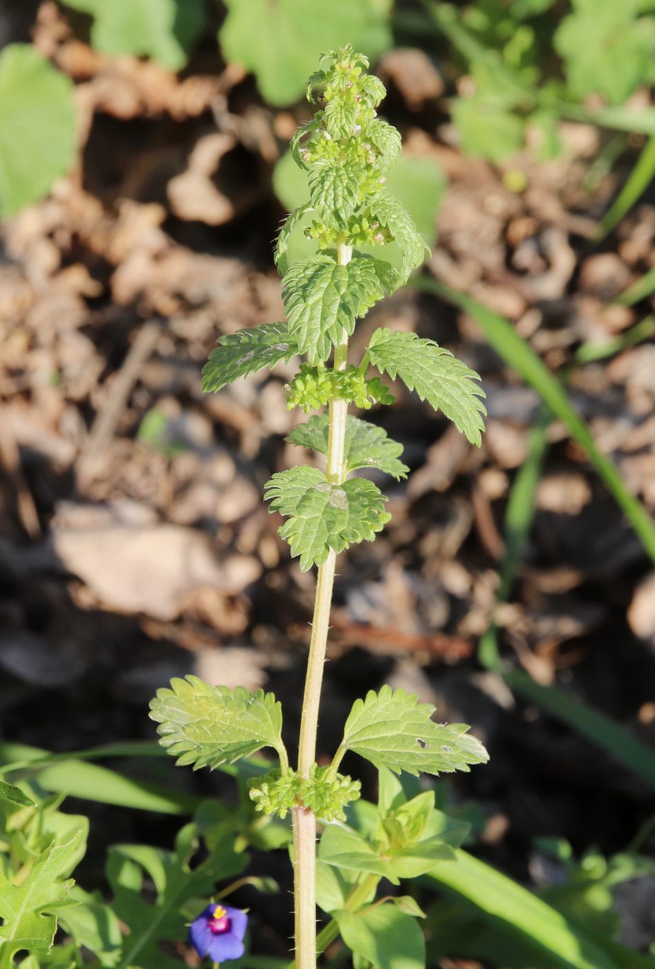 Image of Urtica urens specimen.
