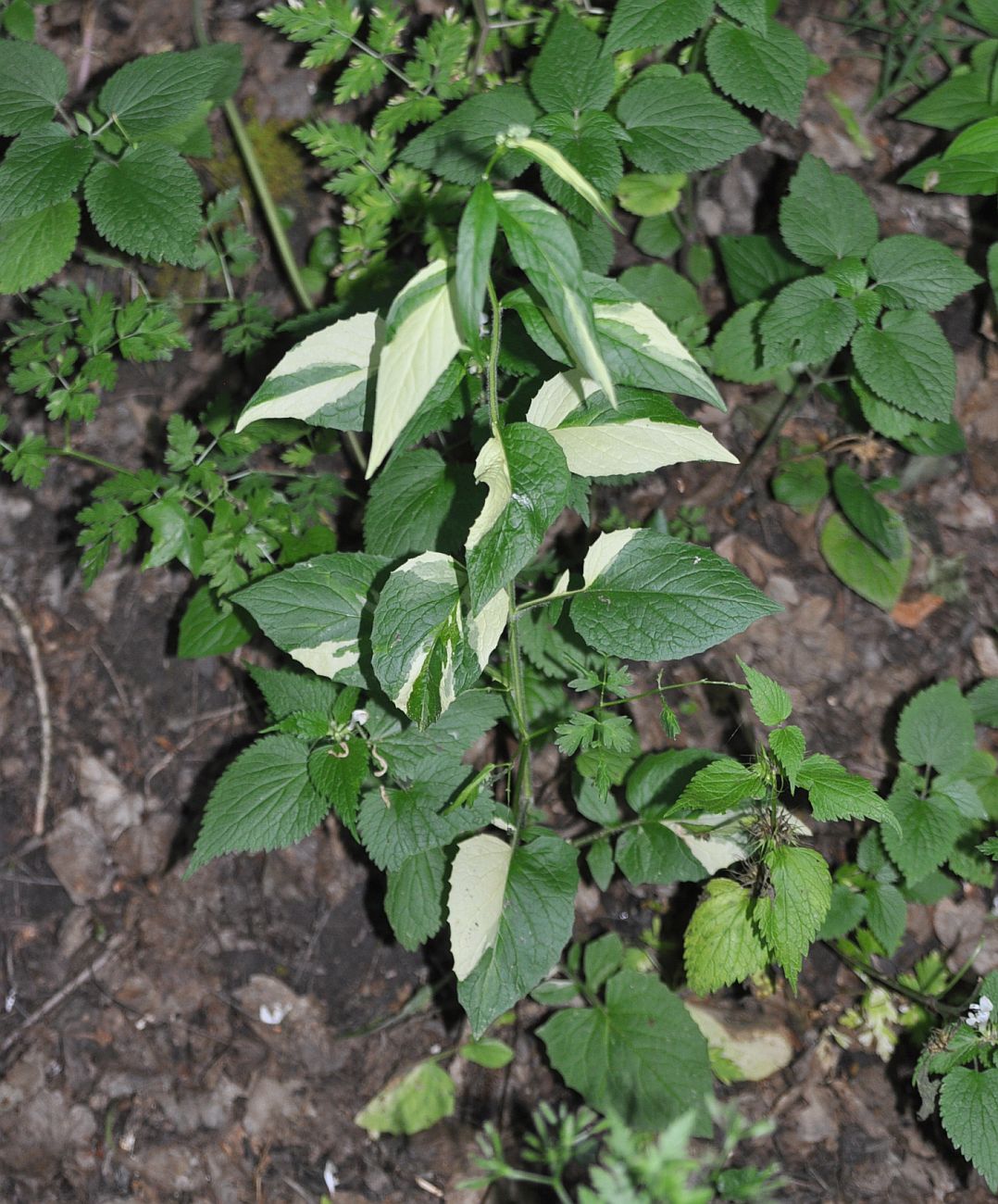 Image of genus Lapsana specimen.