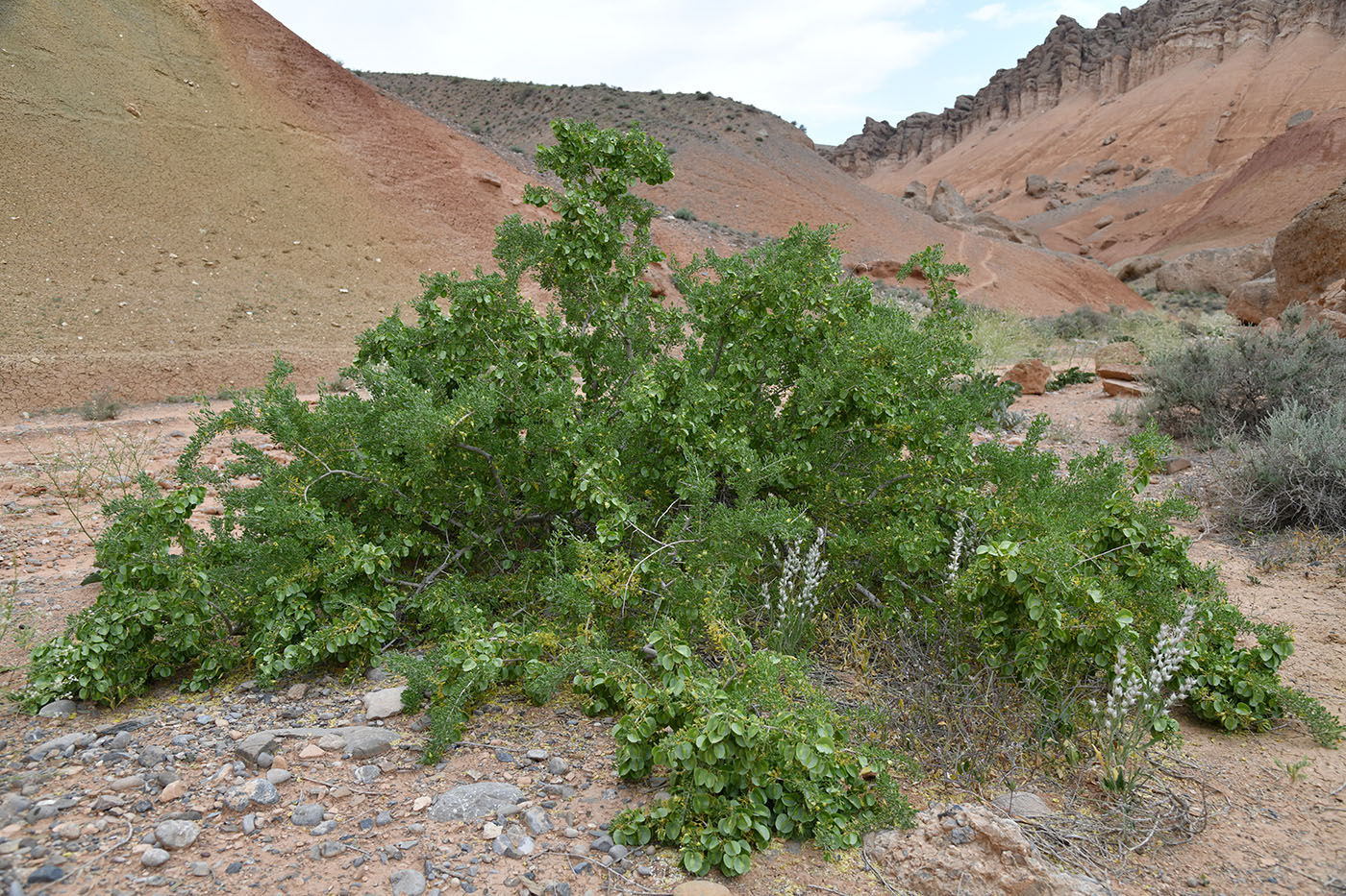 Image of Zygophyllum ferganense specimen.
