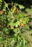 Crataegus monogyna