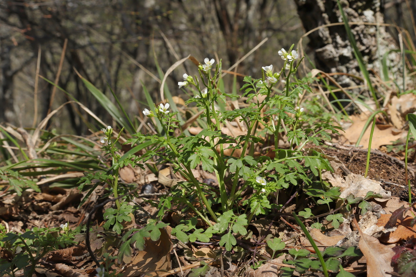 Изображение особи Cardamine graeca.