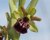 Image of taxon representative. Author is Татьяна Винокурова