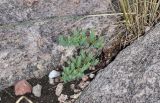 Hypericum scabrum