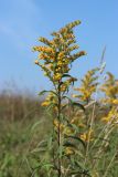 Solidago canadensis. Верхушка цветущего побега. Беларусь, Витебская обл., окр. пос. Езерище, выкашиваемый суходольный луг. 29.08.2024.