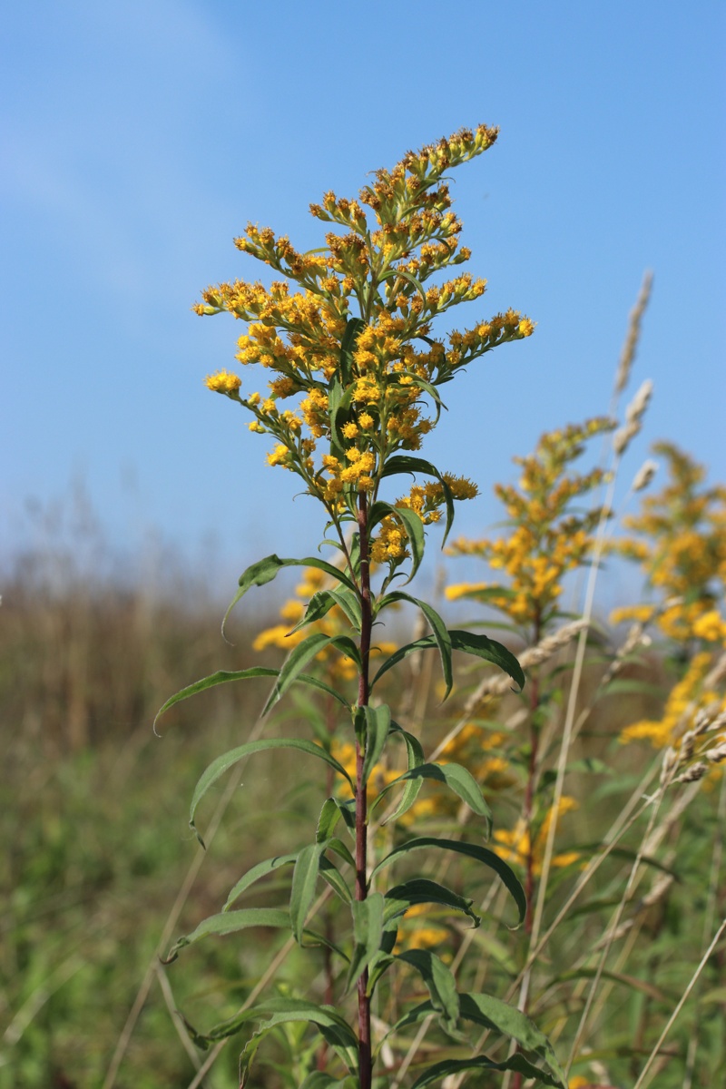 Изображение особи Solidago canadensis.
